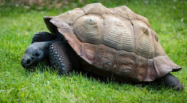 What are the Optimal Light Conditions for a Russian Tortoise Habitat?